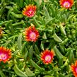 Kosmatec 'Fireglow' - Delosperma hybrida 'Fireglow'