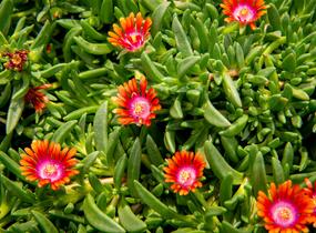 Kosmatec 'Fireglow' - Delosperma hybrida 'Fireglow'