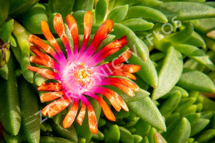 Kosmatec 'Fireglow' - Delosperma hybrida 'Fireglow'