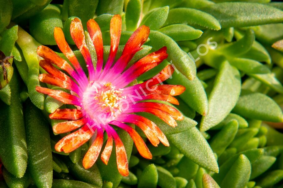 Kosmatec 'Fireglow' - Delosperma hybrida 'Fireglow'