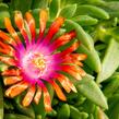 Kosmatec 'Fireglow' - Delosperma hybrida 'Fireglow'