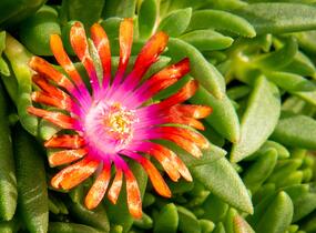 Kosmatec 'Fireglow' - Delosperma hybrida 'Fireglow'