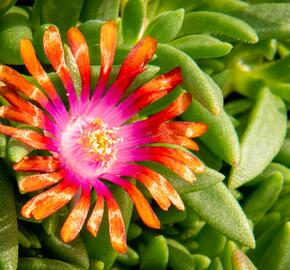 Kosmatec 'Fireglow' - Delosperma hybrida 'Fireglow'