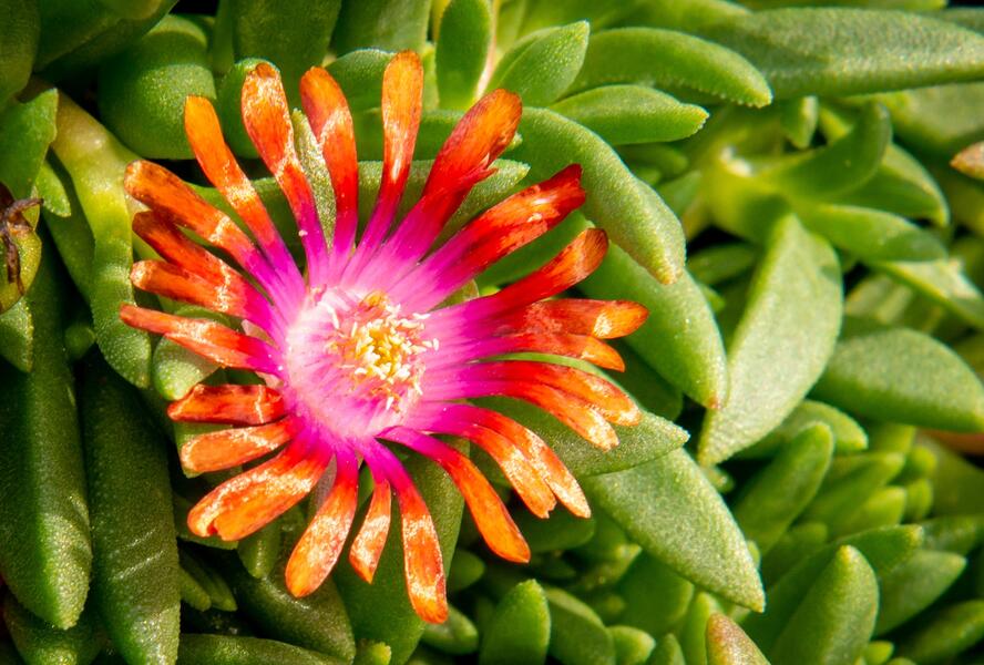 Kosmatec 'Fireglow' - Delosperma hybrida 'Fireglow'