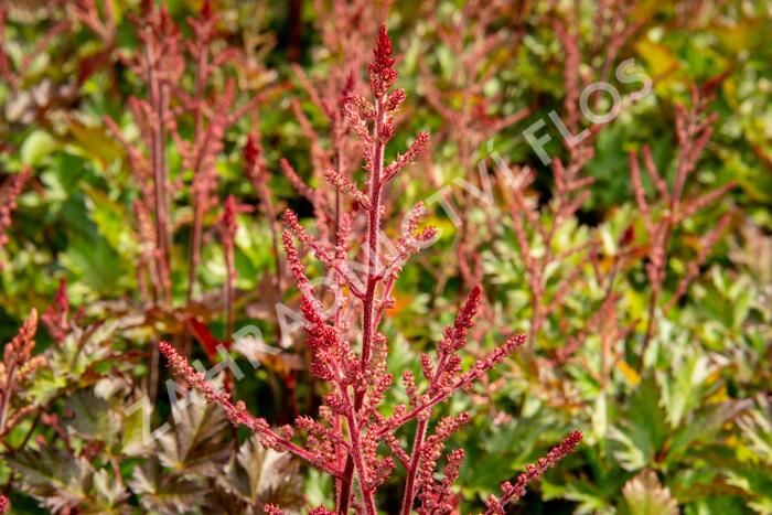 Čechrava 'Delft Lace' - Astilbe 'Delft Lace'