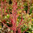 Čechrava 'Delft Lace' - Astilbe 'Delft Lace'