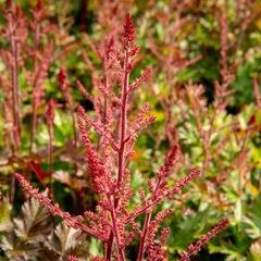 Čechrava 'Delft Lace' - Astilbe 'Delft Lace'