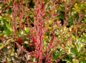 Čechrava Arendsova 'Delft Lace' - Astilbe arendsii 'Delft Lace'