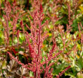 Čechrava 'Delft Lace' - Astilbe 'Delft Lace'