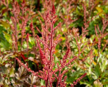 Čechrava Arendsova 'Delft Lace'