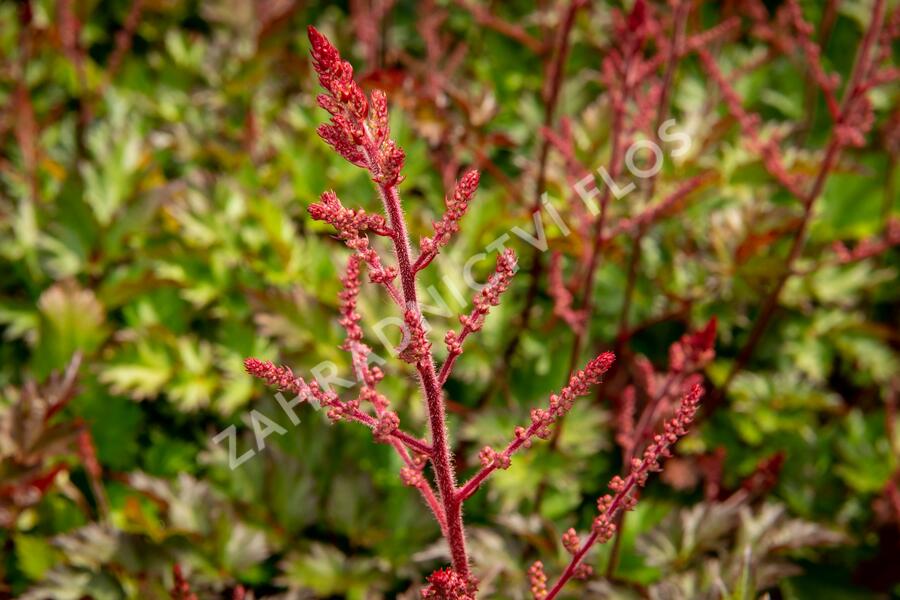 Čechrava 'Delft Lace' - Astilbe 'Delft Lace'
