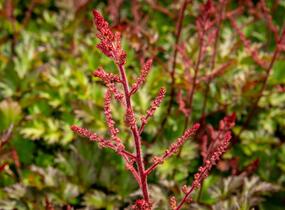 Čechrava Arendsova 'Delft Lace' - Astilbe arendsii 'Delft Lace'