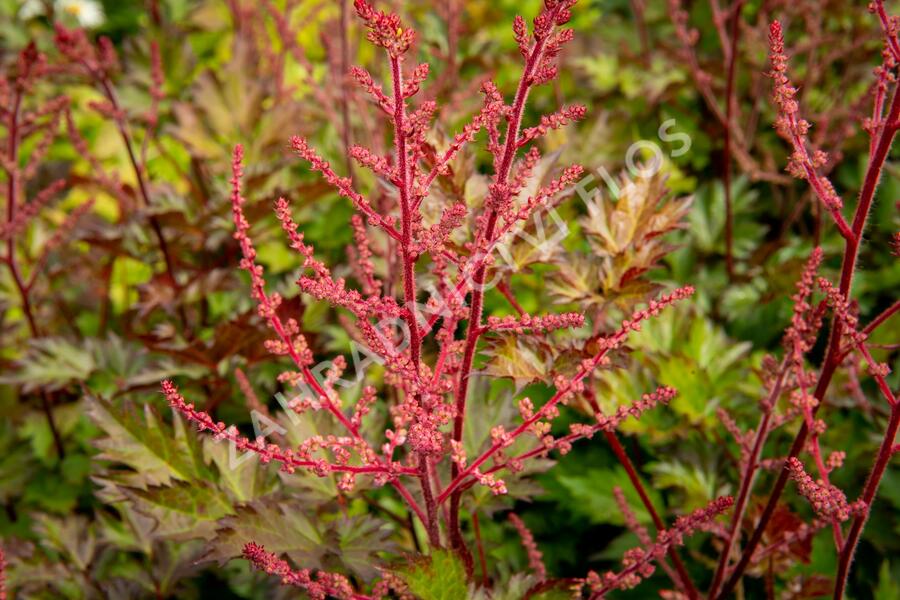 Čechrava 'Delft Lace' - Astilbe 'Delft Lace'