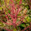 Čechrava 'Delft Lace' - Astilbe 'Delft Lace'