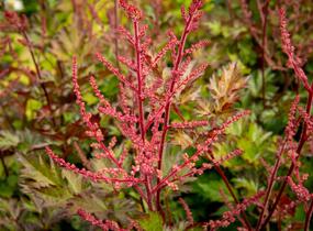 Čechrava Arendsova 'Delft Lace' - Astilbe arendsii 'Delft Lace'