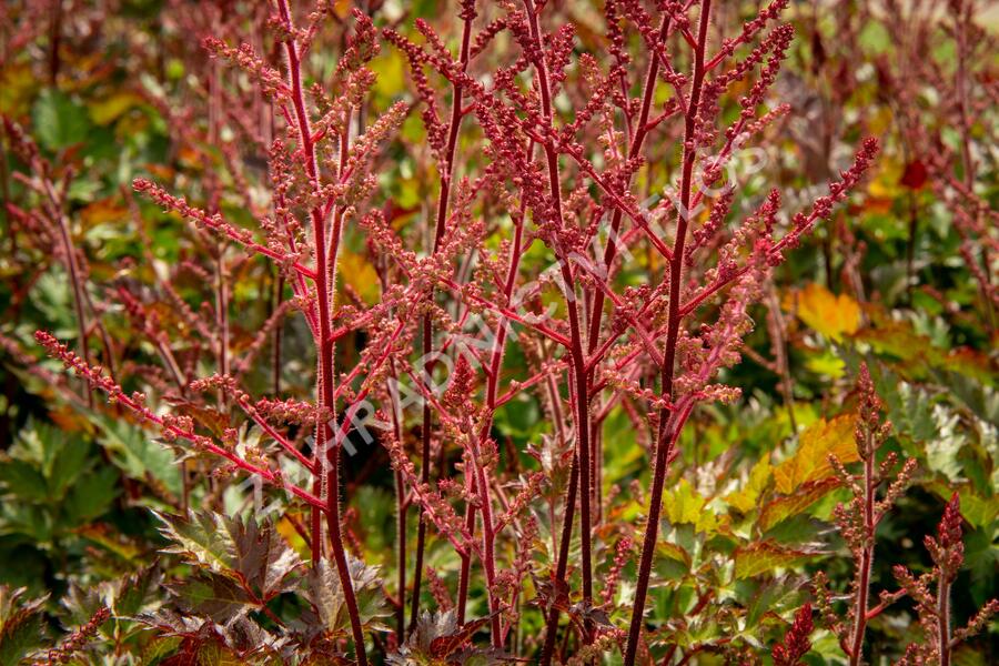 Čechrava 'Delft Lace' - Astilbe 'Delft Lace'