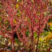 Čechrava 'Delft Lace' - Astilbe 'Delft Lace'