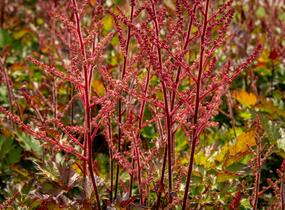 Čechrava Arendsova 'Delft Lace' - Astilbe arendsii 'Delft Lace'