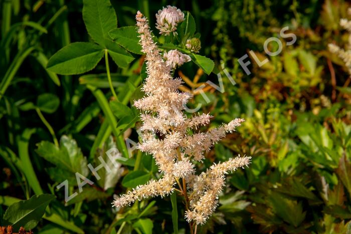 Čechrava Arendsova 'Bronzlaub' - Astilbe arendsii 'Bronzlaub'