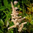 Čechrava Arendsova 'Bronzlaub' - Astilbe arendsii 'Bronzlaub'