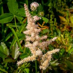 Čechrava Arendsova 'Bronzlaub' - Astilbe arendsii 'Bronzlaub'