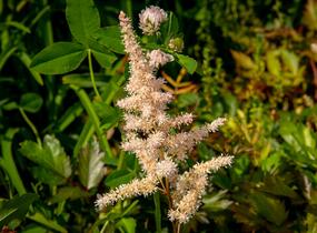 Čechrava Arendsova 'Bronzlaub' - Astilbe arendsii 'Bronzlaub'