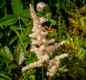 Čechrava Arendsova 'Bronzlaub' - Astilbe arendsii 'Bronzlaub'