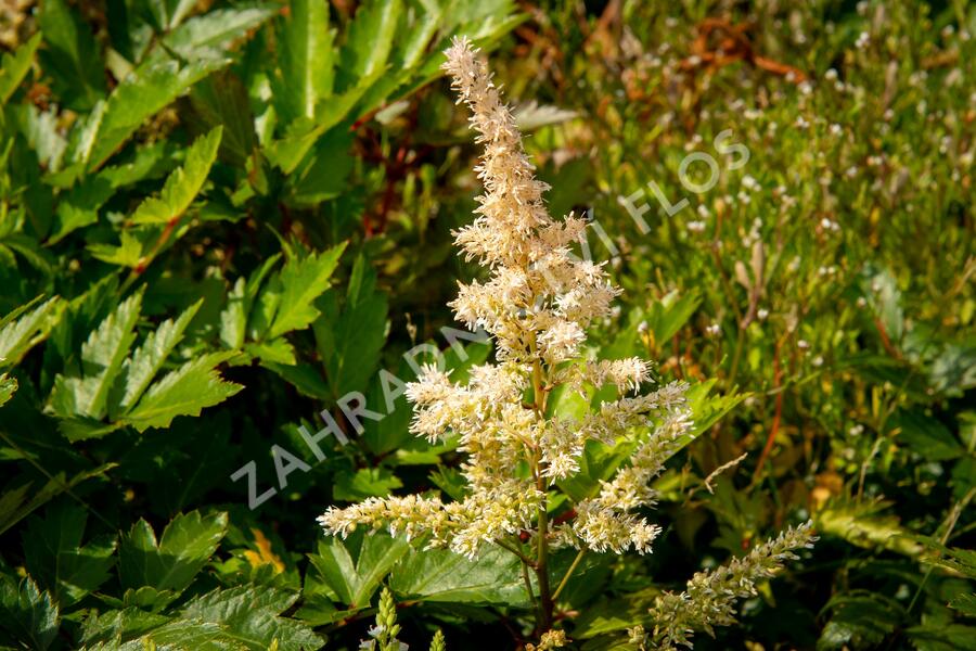 Čechrava Arendsova 'Bronzlaub' - Astilbe arendsii 'Bronzlaub'