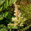 Čechrava Arendsova 'Bronzlaub' - Astilbe arendsii 'Bronzlaub'