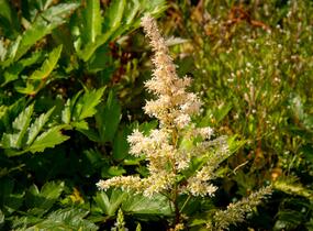 Čechrava Arendsova 'Bronzlaub' - Astilbe arendsii 'Bronzlaub'