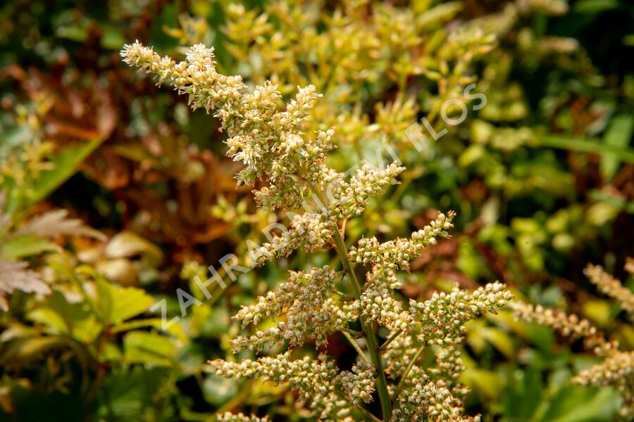 Čechrava Arendsova 'Bronzlaub' - Astilbe arendsii 'Bronzlaub'
