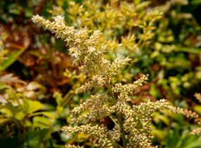 Čechrava Arendsova 'Bronzlaub' - Astilbe arendsii 'Bronzlaub'