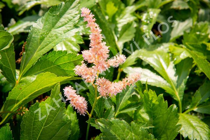 Čechrava Arendsova 'Hyazinth' - Astilbe arendsii 'Hyazinth'