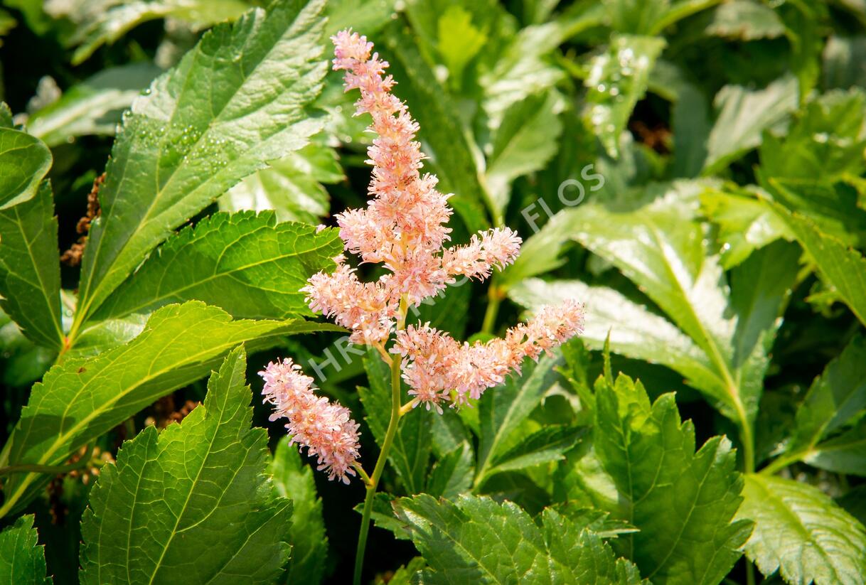 Čechrava Arendsova 'Hyazinth' - Astilbe arendsii 'Hyazinth'