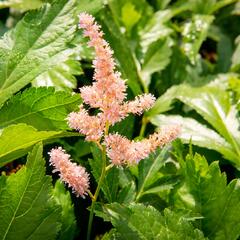 Čechrava Arendsova 'Hyazinth' - Astilbe arendsii 'Hyazinth'