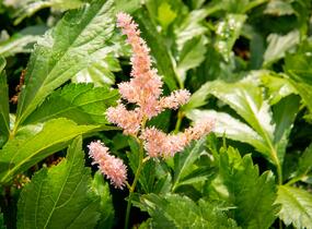 Čechrava Arendsova 'Hyazinth' - Astilbe arendsii 'Hyazinth'