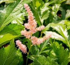 Čechrava Arendsova 'Hyazinth' - Astilbe arendsii 'Hyazinth'