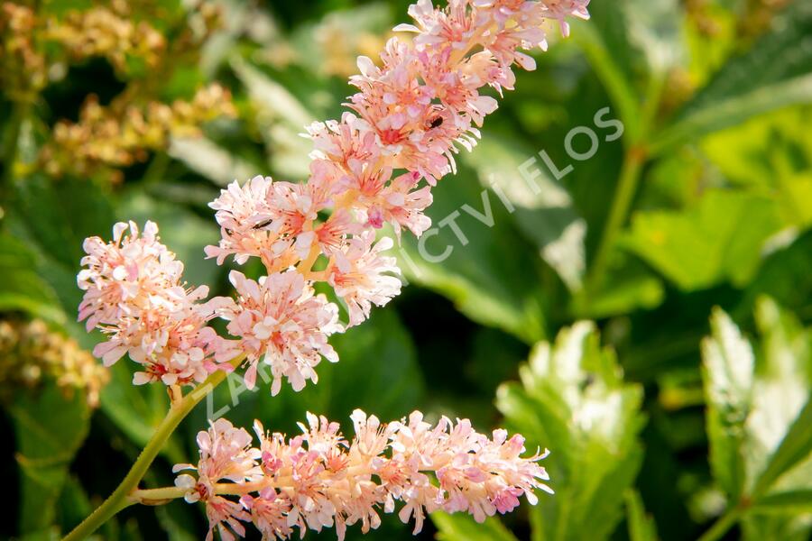 Čechrava Arendsova 'Hyazinth' - Astilbe arendsii 'Hyazinth'