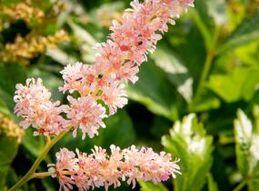 Čechrava Arendsova 'Hyazinth' - Astilbe arendsii 'Hyazinth'