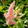 Čechrava Arendsova 'Hyazinth' - Astilbe arendsii 'Hyazinth'