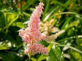 Čechrava Arendsova 'Hyazinth' - Astilbe arendsii 'Hyazinth'