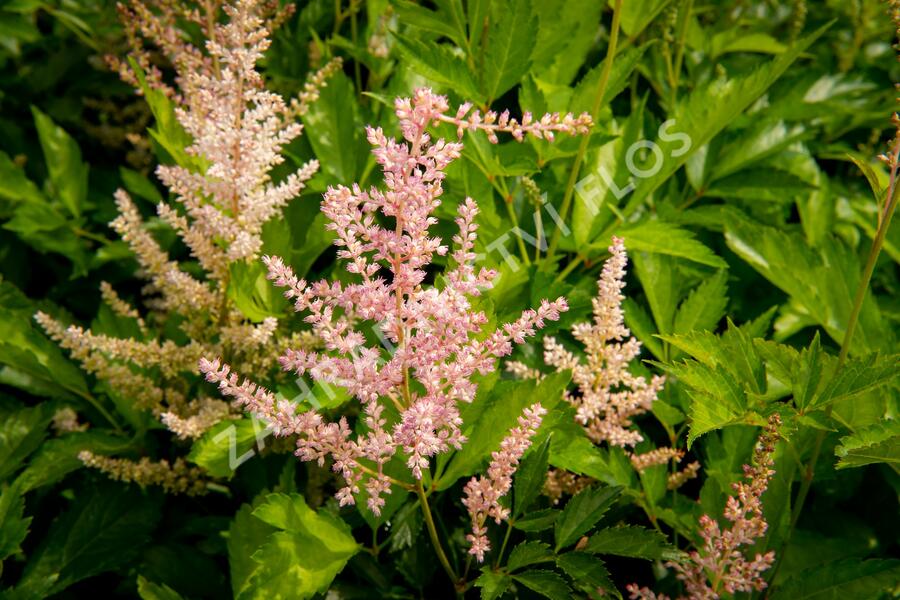 Čechrava Arendsova 'Peaches and Cream' - Astilbe arendsii 'Peaches and Cream'