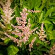 Čechrava Arendsova 'Peaches and Cream' - Astilbe arendsii 'Peaches and Cream'