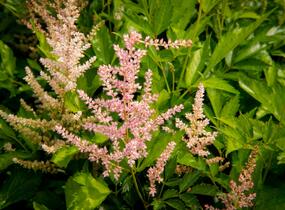 Čechrava Arendsova 'Peaches and Cream' - Astilbe arendsii 'Peaches and Cream'