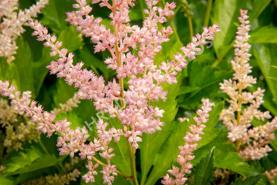 Čechrava Arendsova 'Peaches and Cream' - Astilbe arendsii 'Peaches and Cream'