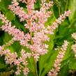 Čechrava Arendsova 'Peaches and Cream' - Astilbe arendsii 'Peaches and Cream'