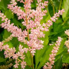Čechrava Arendsova 'Peaches and Cream' - Astilbe arendsii 'Peaches and Cream'