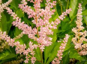 Čechrava Arendsova 'Peaches and Cream' - Astilbe arendsii 'Peaches and Cream'