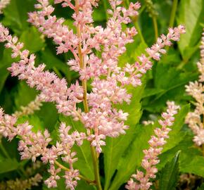 Čechrava Arendsova 'Peaches and Cream' - Astilbe arendsii 'Peaches and Cream'