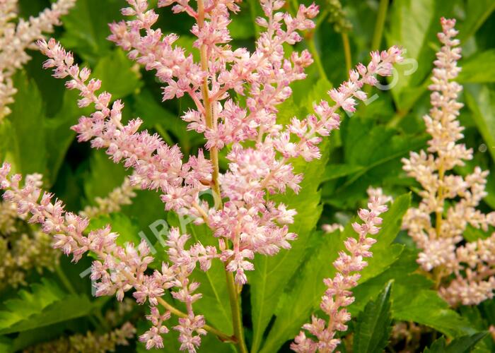 Čechrava Arendsova 'Peaches and Cream' - Astilbe arendsii 'Peaches and Cream'